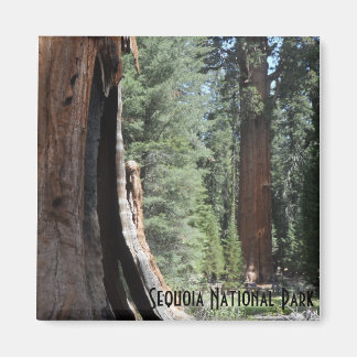 General Sherman Träd- Sequoia nationalpark Magnet