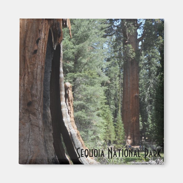 General Sherman Träd- Sequoia nationalpark Magnet (Framsidan)