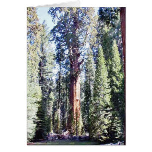 General Sherman Träd Skogen Hälsningskort