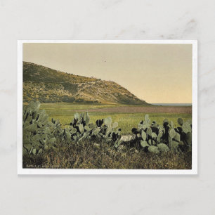 General view, Mount Carmel, Heliga Land, (dvs. Isr Vykort