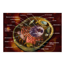 Generell poster djurcell