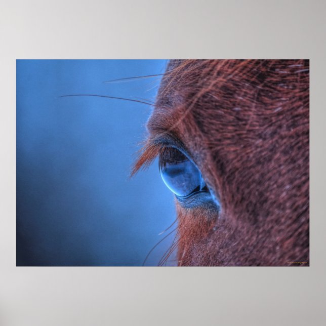 Genle Öga från en Loving Sorrel Horse Poster (Framsidan)
