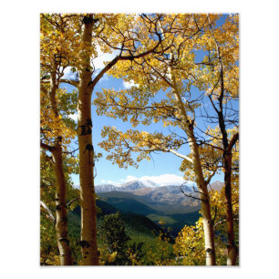 Genom Aspen Fototryck