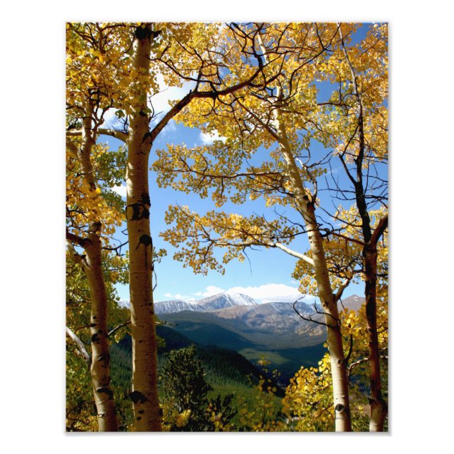 Genom Aspen Fototryck (Framsidan)