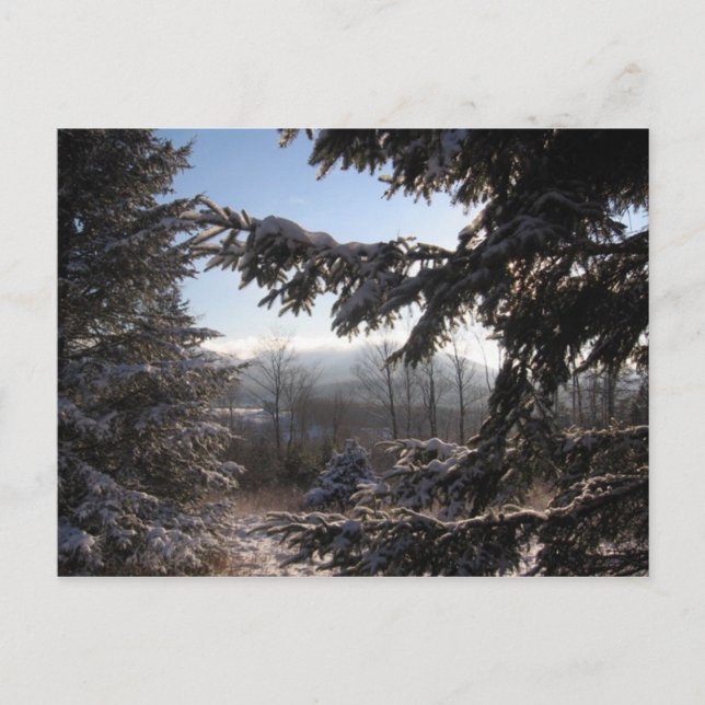 genom barrträd vykort (Framsida)