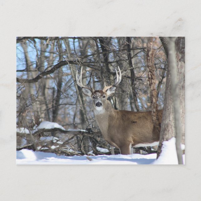 GENOM DEEP SNÖ VYKORT (Framsida)