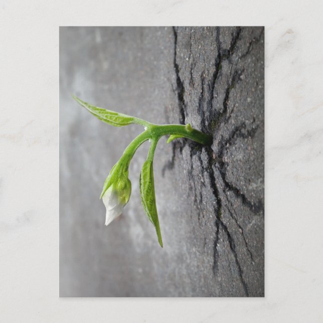 Genom konkret vykort (Framsida)