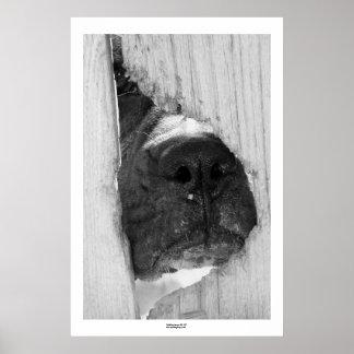 Genom stängslet poster