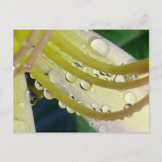 Genom Tittar glas Vykort