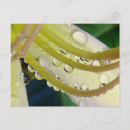 Genom Tittar glas Vykort