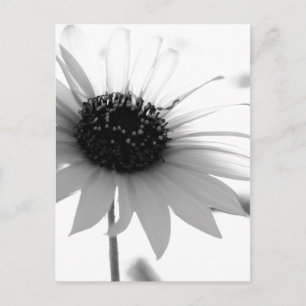 Genomskinlig BW-blomma Vykort