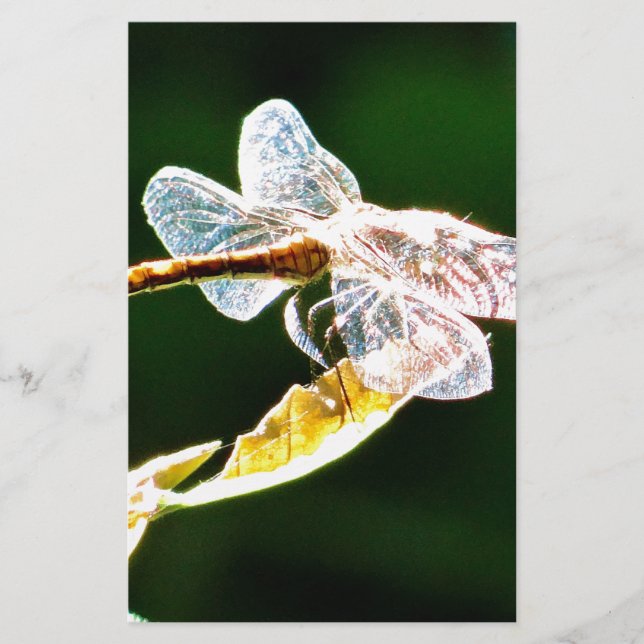 Genomskinlig dragonfly brevpapper (Framsida)