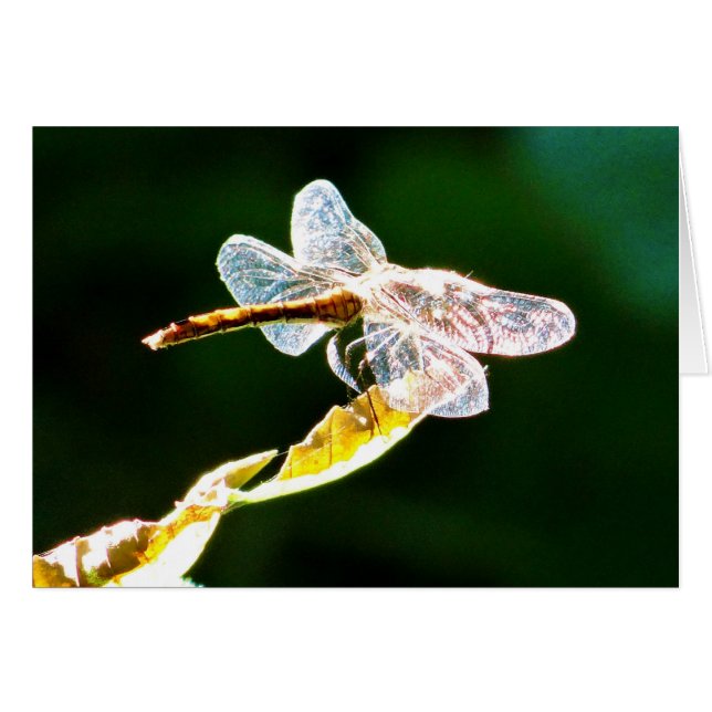 Genomskinlig dragonfly hälsningskort (Framsidan Horizontal)