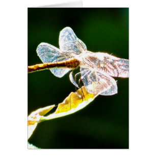 Genomskinlig dragonfly hälsningskort