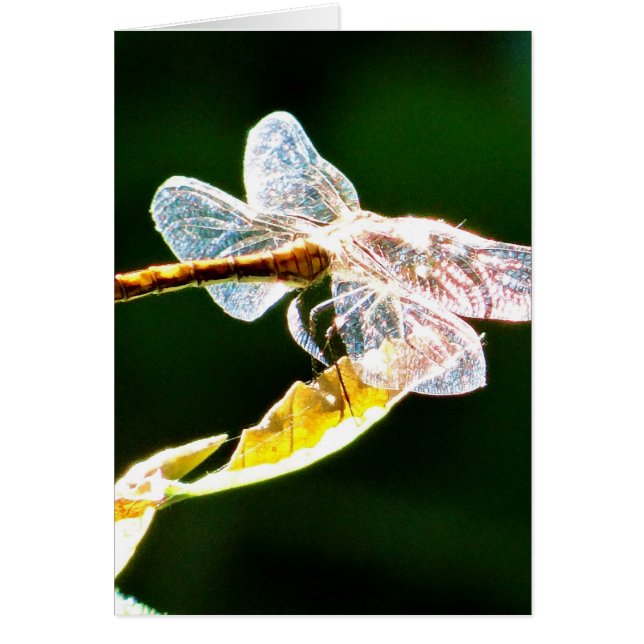 Genomskinlig dragonfly hälsningskort (Framsidan)