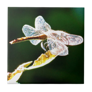 Genomskinlig dragonfly kakelplatta