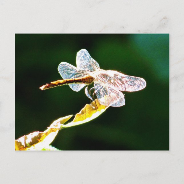 Genomskinlig dragonfly vykort (Framsida)