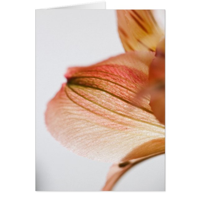 Genomskinlig Hälsningskort (Framsidan)