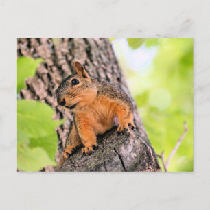 genomskinlig helg vykort