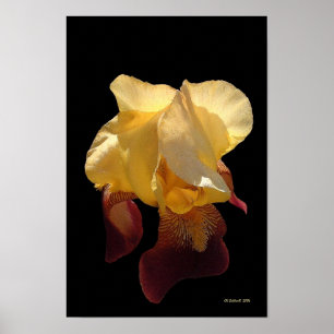 Genomskinlig Iris Poster