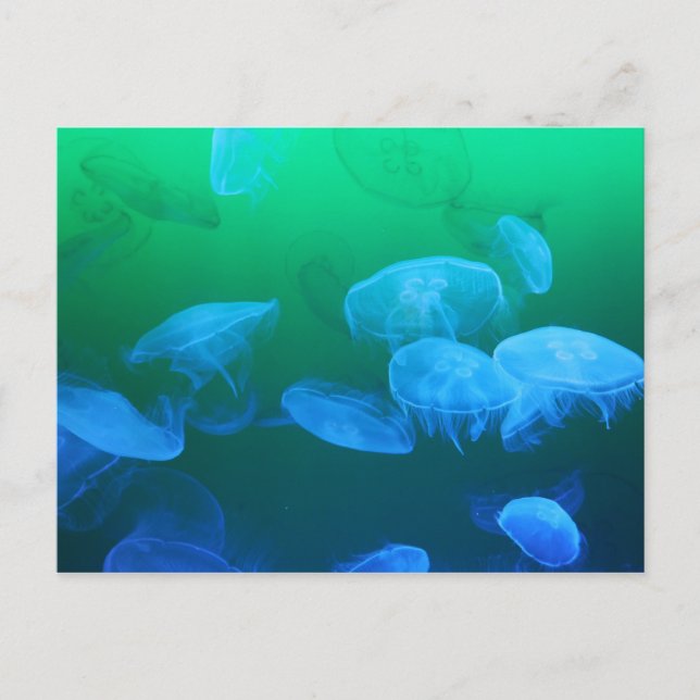 Genomskinlig maneter vykort (Framsida)