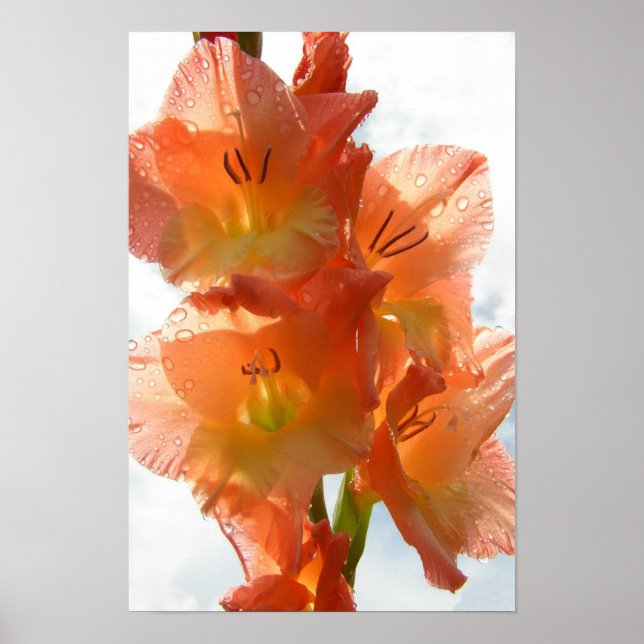 Genomskinliga Gladiolas Poster (Framsidan)