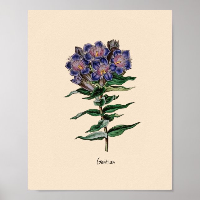 Gentian Flower Poster (Framsidan)