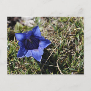 Gentian Vykort