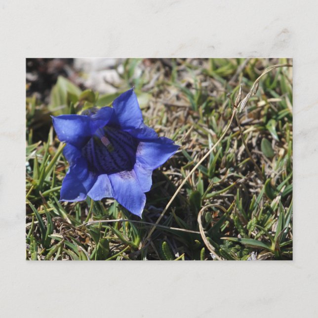 Gentian Vykort (Framsida)