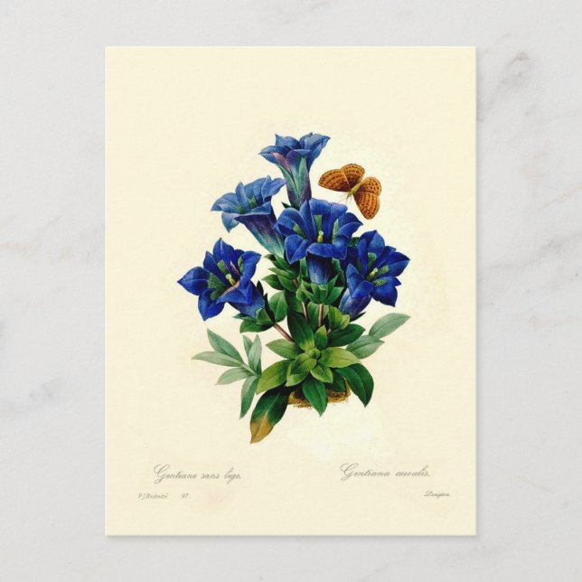 Gentiana aucalis vykort (Framsida)