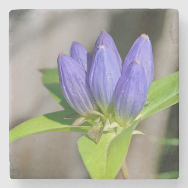 gentiana underlägg sten (Framsidan)