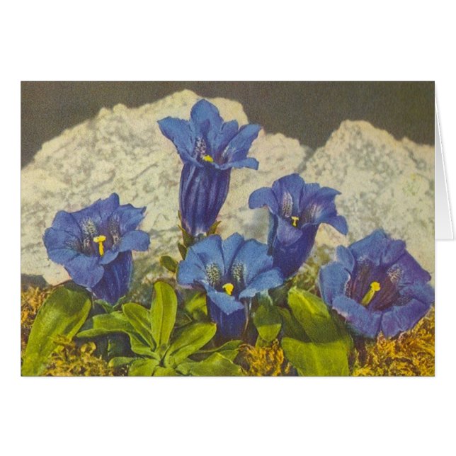 Gentianblomma Hälsningskort (Framsidan Horizontal)
