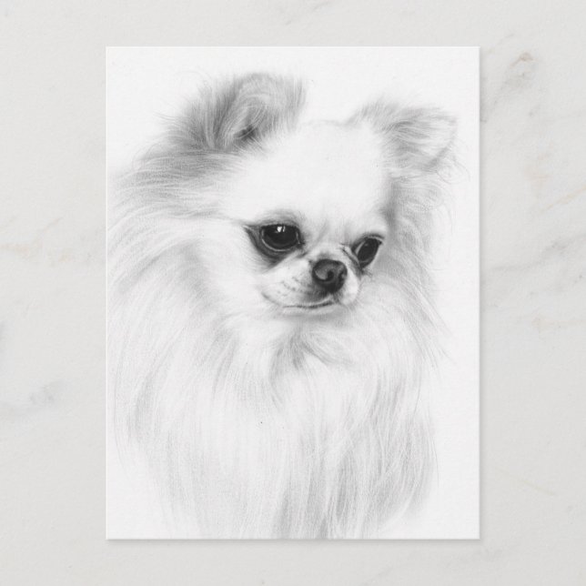 Gentle Chihuahua Hand målade teckningar Vykort (Framsida)