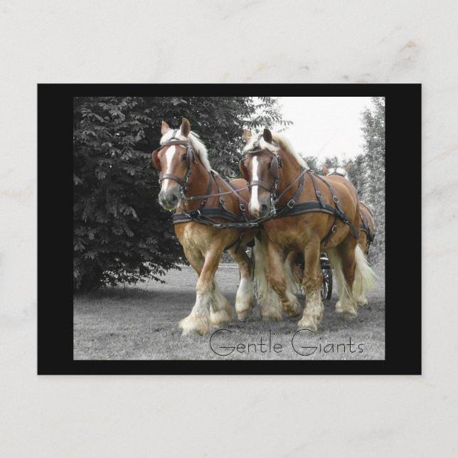 Gentle Giants-vykort Vykort (Framsida)