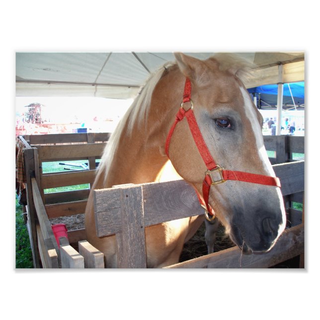 Gentle Horse Fototryck (Framsidan)