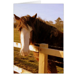 Gentle Horse White Blaze Hälsningskort