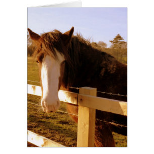 Gentle Horse White Blaze Hälsningskort