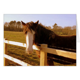 Gentle Horse White Blaze Hälsningskort