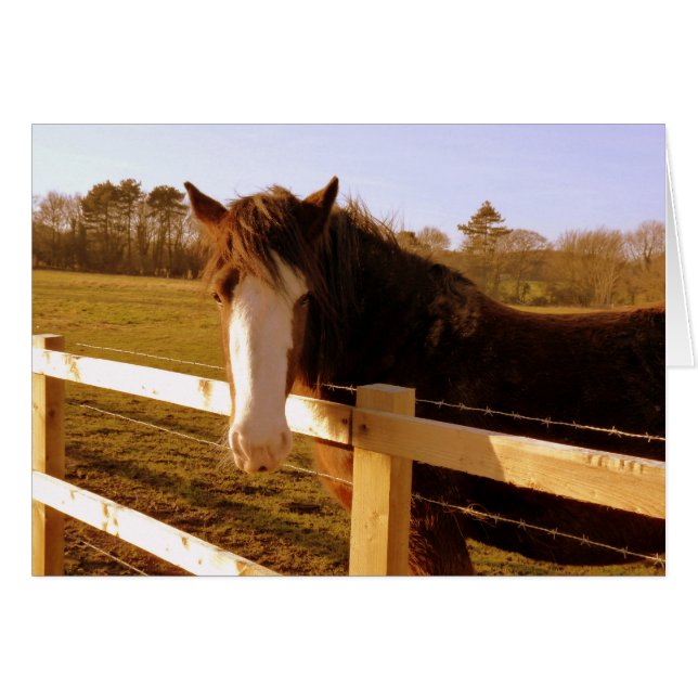 Gentle Horse White Blaze Hälsningskort (Framsidan Horizontal)