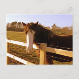 Gentle Horse White Blaze Vykort