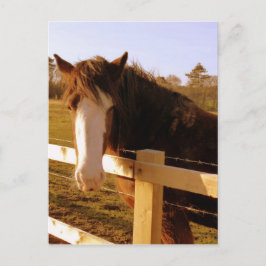 Gentle Horse White Blaze Vykort