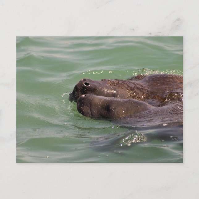 Gentle Kärlek Vykort (Framsida)