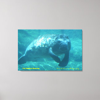 Gentle Manatee Canvastryck
