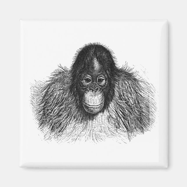 Gentle Orangutan Black and White Ape Teckning Magnet (Framsidan)