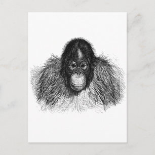 Gentle Orangutan Black and White Ape Teckning Vykort