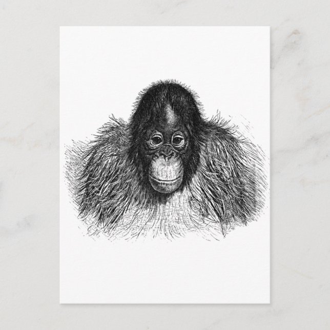 Gentle Orangutan Black and White Ape Teckning Vykort (Framsida)