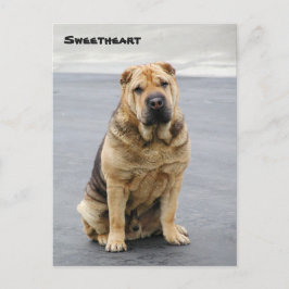 Gentle Shar Pei-vykort Vykort