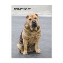 Gentle Shar Pei-vykort