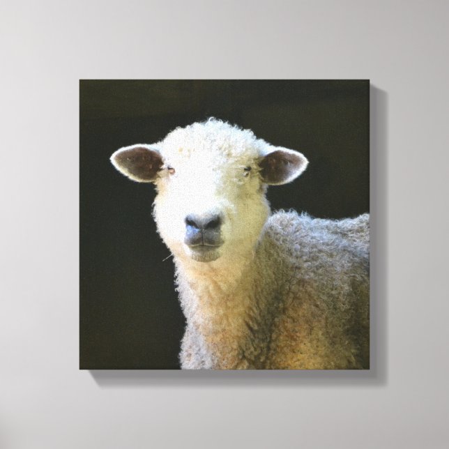 Gentle Sheep Canvastryck (Framsida)