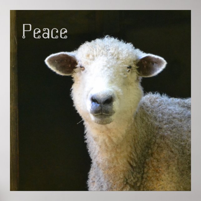 Gentle Sheep Poster (Framsidan)